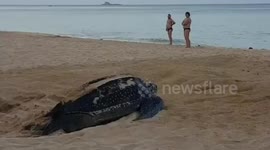 Leatherback sea turtle returns to the ocean after laying 111 eggs