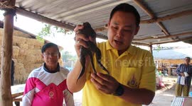Three-legged frog found in garden pond in Thailand