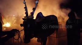 Controversial ritual in southern India sees cattle forced to walk through fire