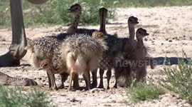 Flock of newborn ostriches in South Africa will melt your heart