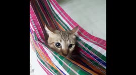 Cheeky Coco the kitten gleefully swings in hammock made from tablecloth