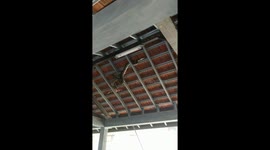 Python Caught In University Roof In Bali