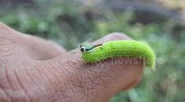 Closeup footage of curious green caterpillar resting on human finger