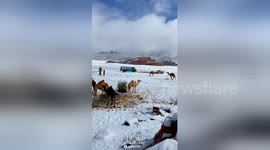 Camels in Saudi Arabia unfazed as desert is covered in snow