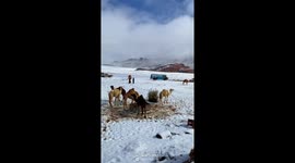 Saudi Arabia is snowing