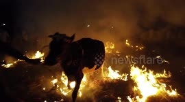 Further footage of controversial ritual in southern India sees cattle forced to walk through fire