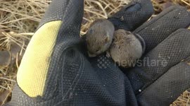 Voles and a Glove