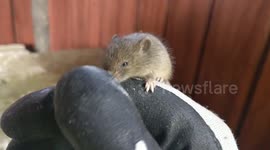 Voles and a Glove 2