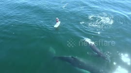 Paddle Boarder surrounded by Whales
