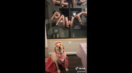 Yellow Labrador Retriever, Maggie, celebrates her birthday 'Pawty' in Michigan