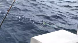 Colorful Fish Caught in Mazatlan Mexico