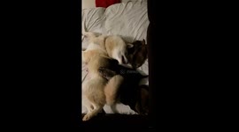 A Husky mama and her pitskey puppies playing