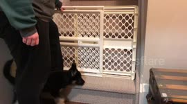 Puppy climbs over baby gate in seconds