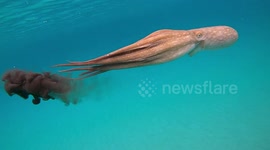 Octopus inks after coming face-to-face with diver off Menorca's coast