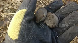 Swedish man uncovers two adorable sleeping voles that refuse to let go of his hand