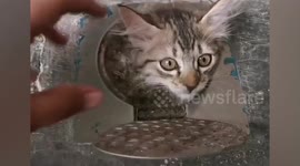 Pet kitten found with her head poking out of narrow drain hole in Malaysia