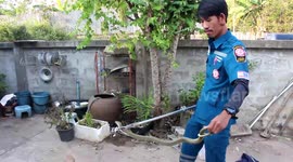 Cobra caught in Thai family's front garden after spitting venom at brave pet dog