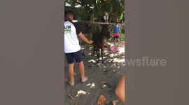 Residents rescue horses stranded after Philippines volcano eruption