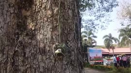 Tree snake and tokay gecko have epic tussle dangling from branch
