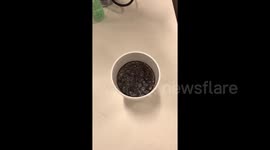 Incredible rotating vibrations in this cup of coffee are oddly satisfying