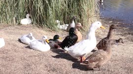 Ducks at pond
