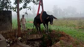 Sympathetic Indian farmer pays to rush rescue cow fallen down well
