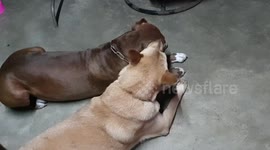 Doggo Best Friends Cuddle Up Together