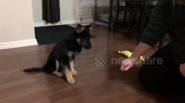 Totally adorable German Shepherd puppy nails roll over