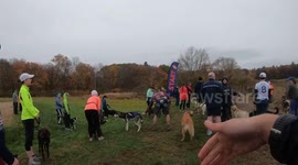 Hammy the Corgi among attendees at 'Canicross' dog-and-owner footrace