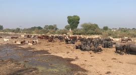 Cattle butlers rural life