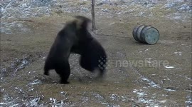 Mama bear fights off larger male bear to protect her cub in Romanian forest