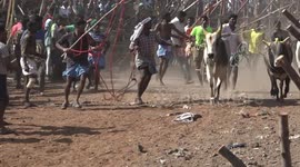 At least 25 injured in latest day of controversial bull-taming festival in south India
