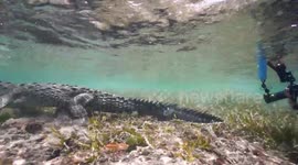 This unbelievable footage shows the moment a daring diver was SNAPPED swimming with majestic crocodiles