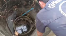 Python rescued in Thailand after crawling into 32ft deep well and struggling to climb back out