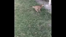 A baby deer playing in the grass