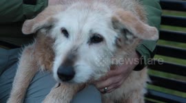 Meet one of Britain’s oldest dogs - a 20-year-old terrier
