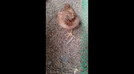 Chicken starts twisting its neck round and upside down at unnatural angles