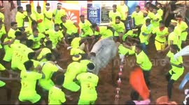 Many injured in The world-famous bull taming festival in India