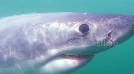 Great White Shark Makes Direct Eye Contact With Divers Camera