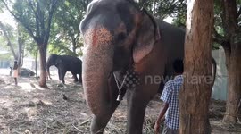 Watch this elephant coax a tune out of a harmonica