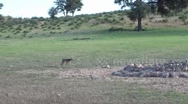 Cautious Jackal approaching and drinking at waterhole in the Kgalagadi Transfrontier Park.