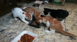 Special Lunch Delivery For Egyptian Four Kitties