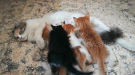 Four kitties surround Mommy For Breastfeeding