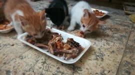 Egyptian Kitties Try Out Bones In Lunch