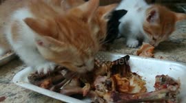 Food Contest Between siblings Kitties On Lunch