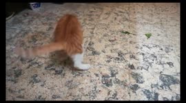 Funny Male kitty shows some talents with stick