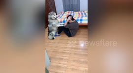Alaskan Malamute helps owner do sit-ups