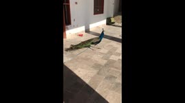 Peacock sound