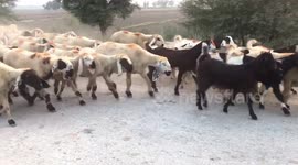 Group of lambs white sheep and sunset