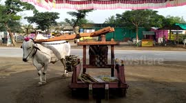 Bull powered Sugar Cane Juice